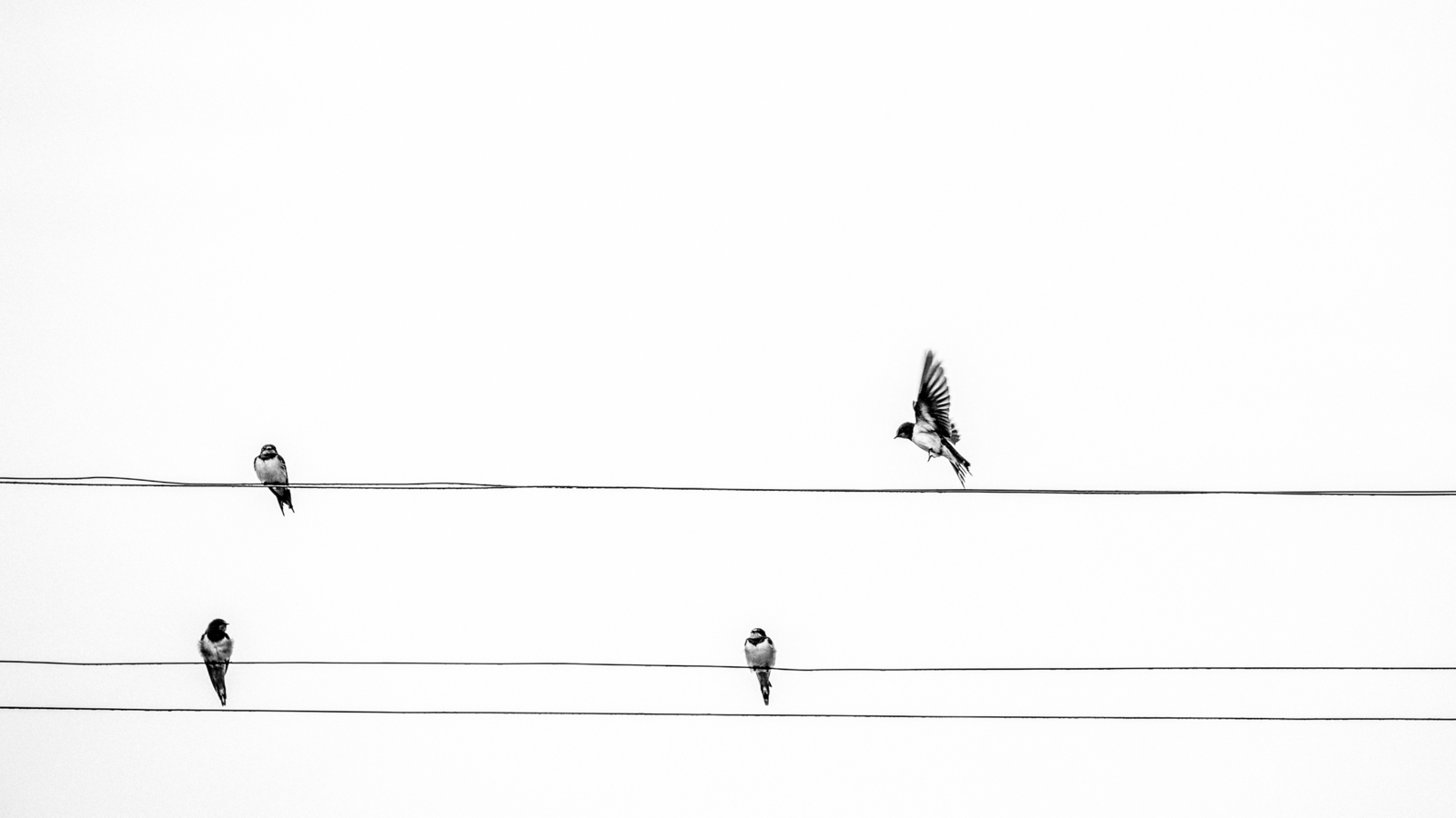 Beweging - Paul Roelofs