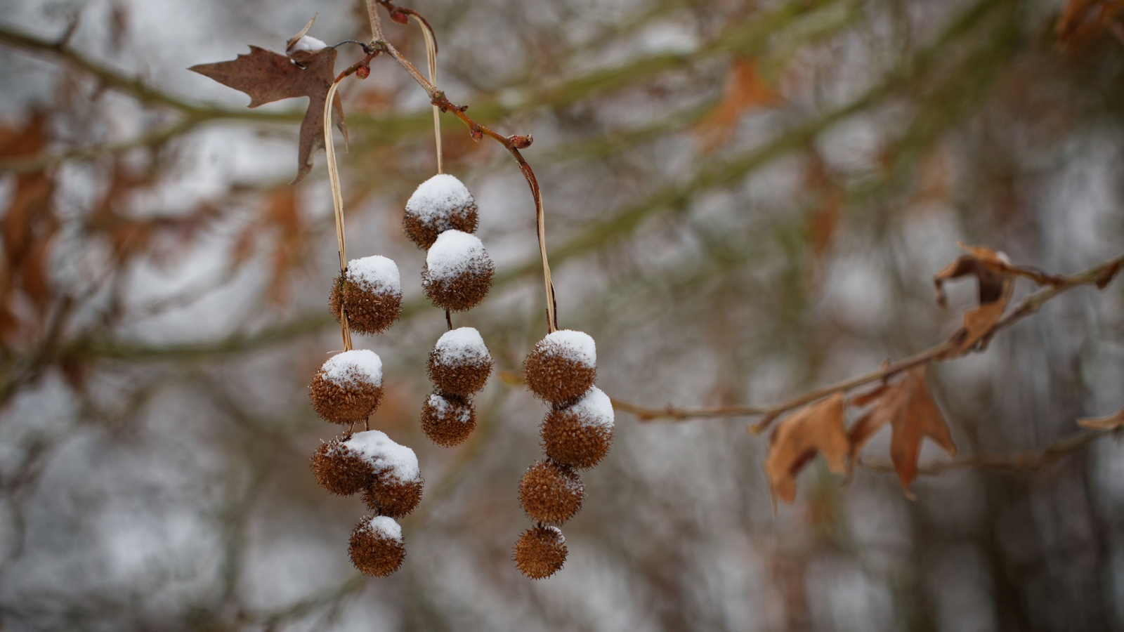 Bomen details - Anne Kiwitz 
