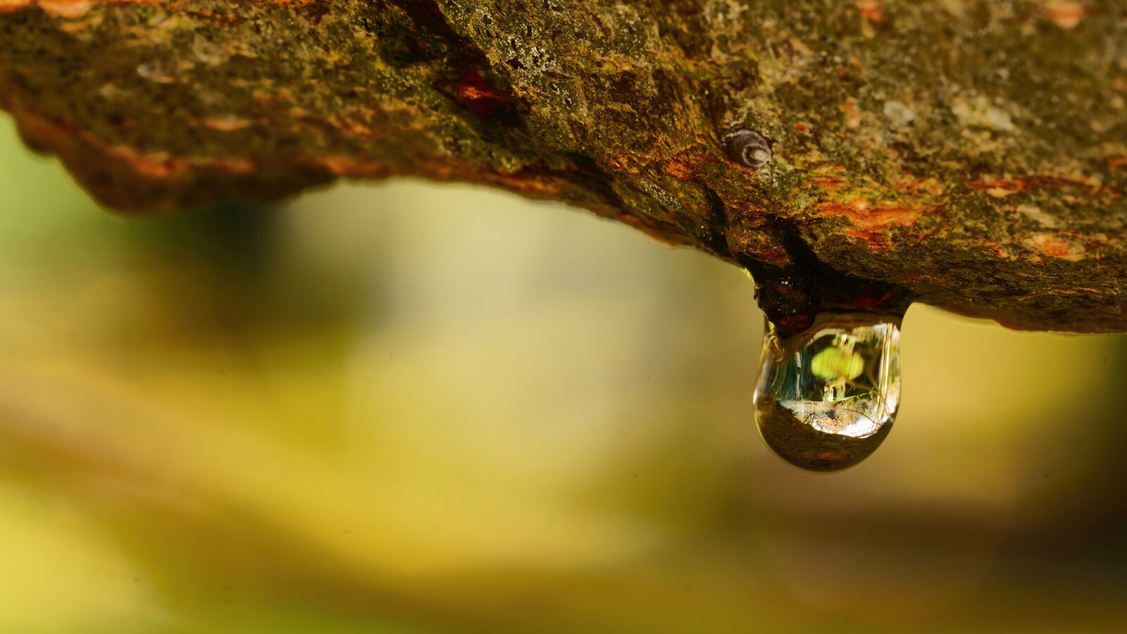 Bomen details - Bert Hobelman
