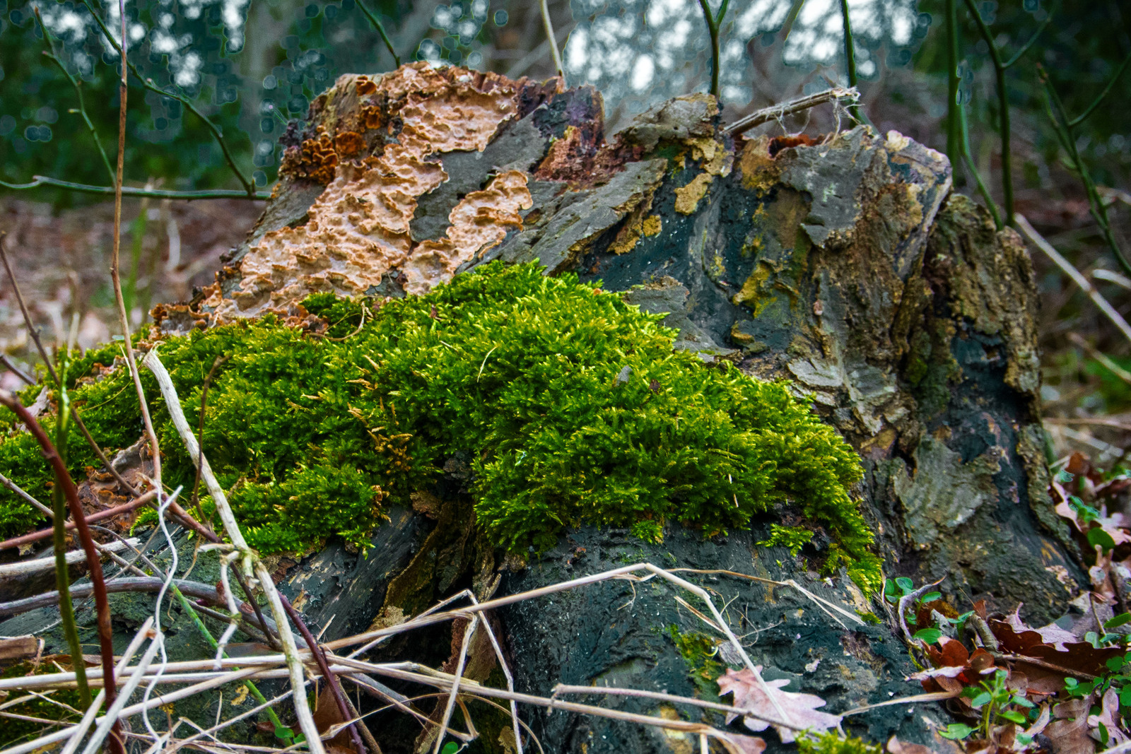Bomen details - Hennie Jansen