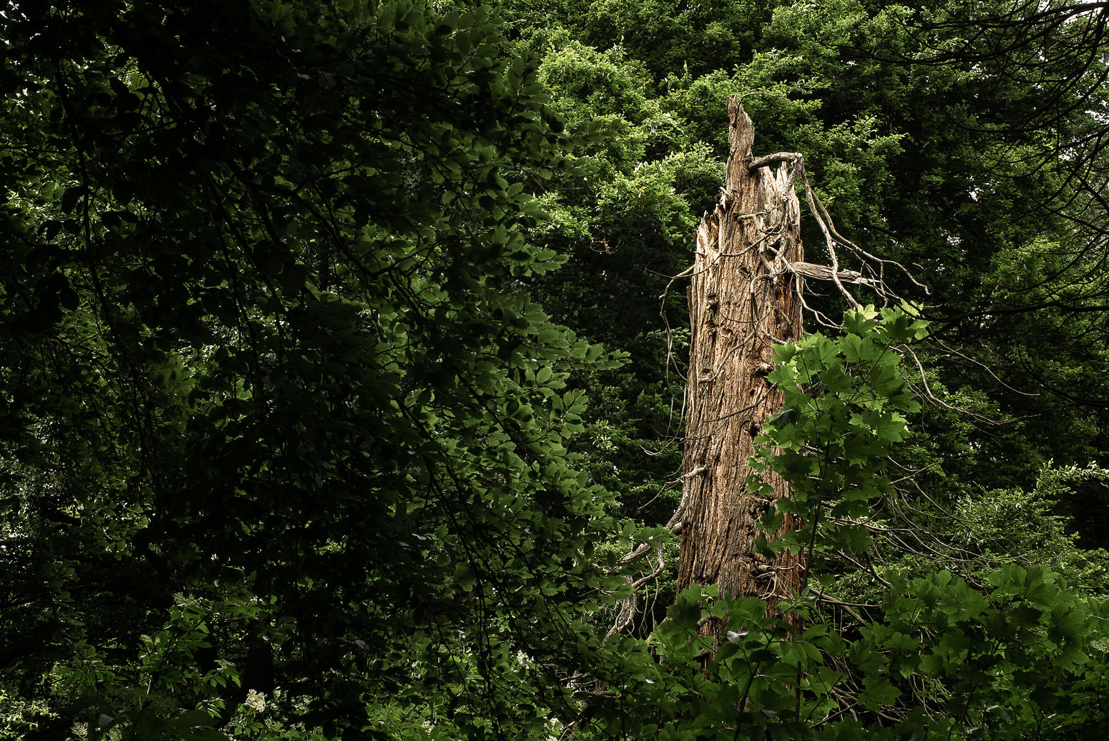 Bomen details - Jan Hoetink