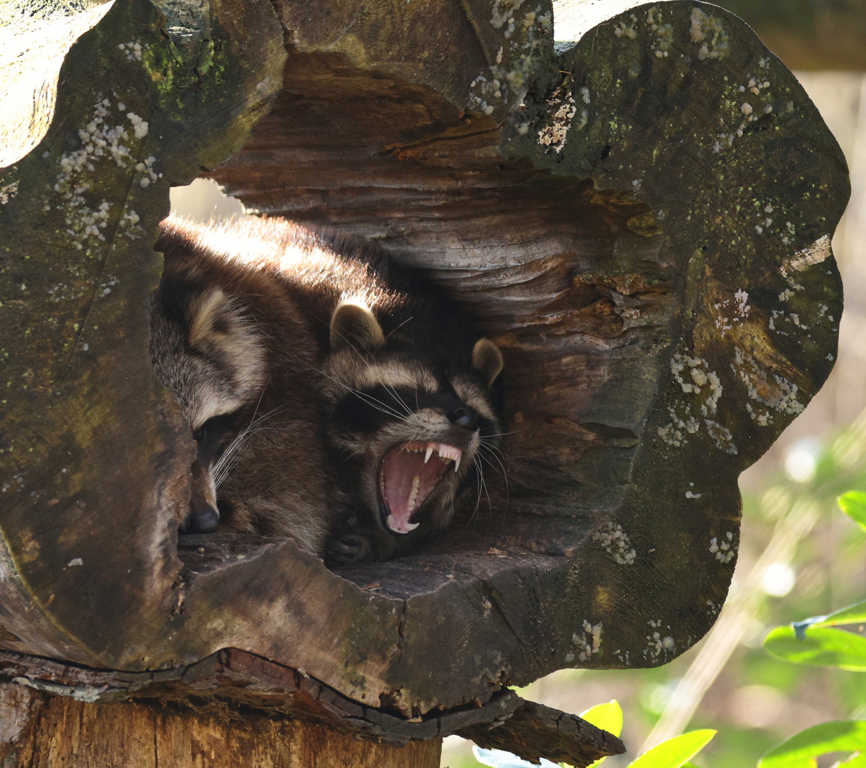 Bomen details - Jos Palm