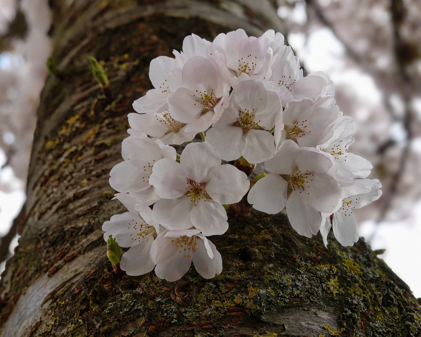 Bomen details - Jos Palm