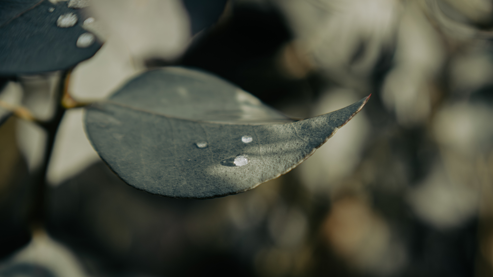 Bomen details - Linda Overbeek