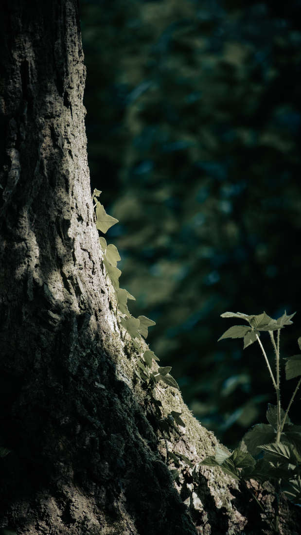Bomen details - Linda Overbeek