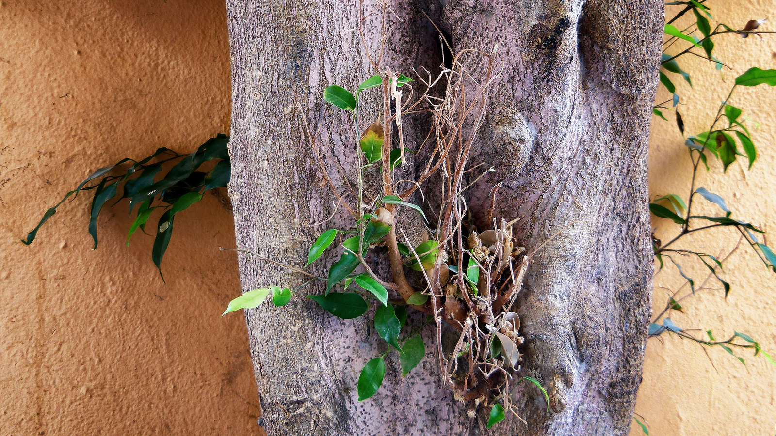 Bomen details - Martin van der Kemp