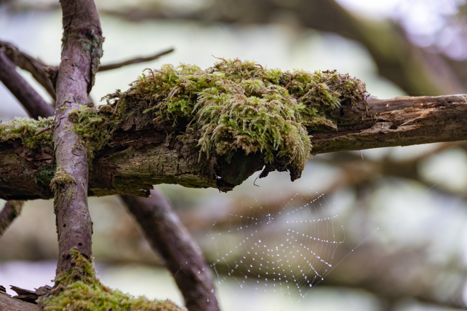 Bomen details - Michel Schwartz