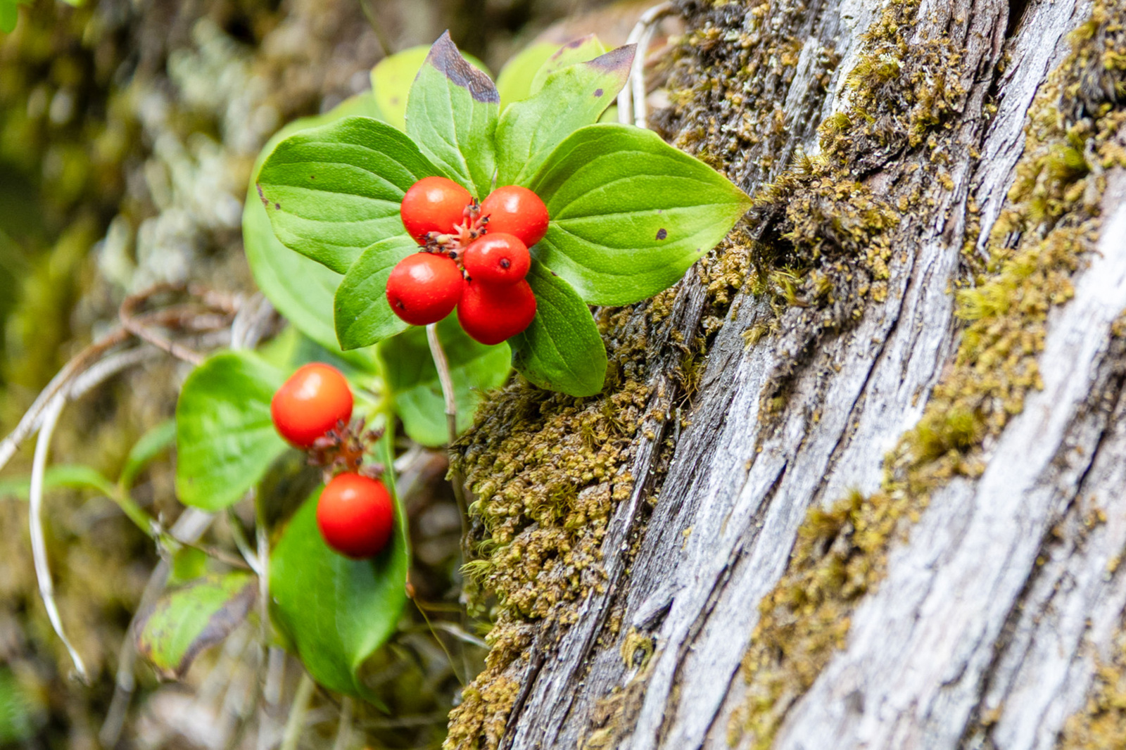 Bomen details - Michel Schwartz