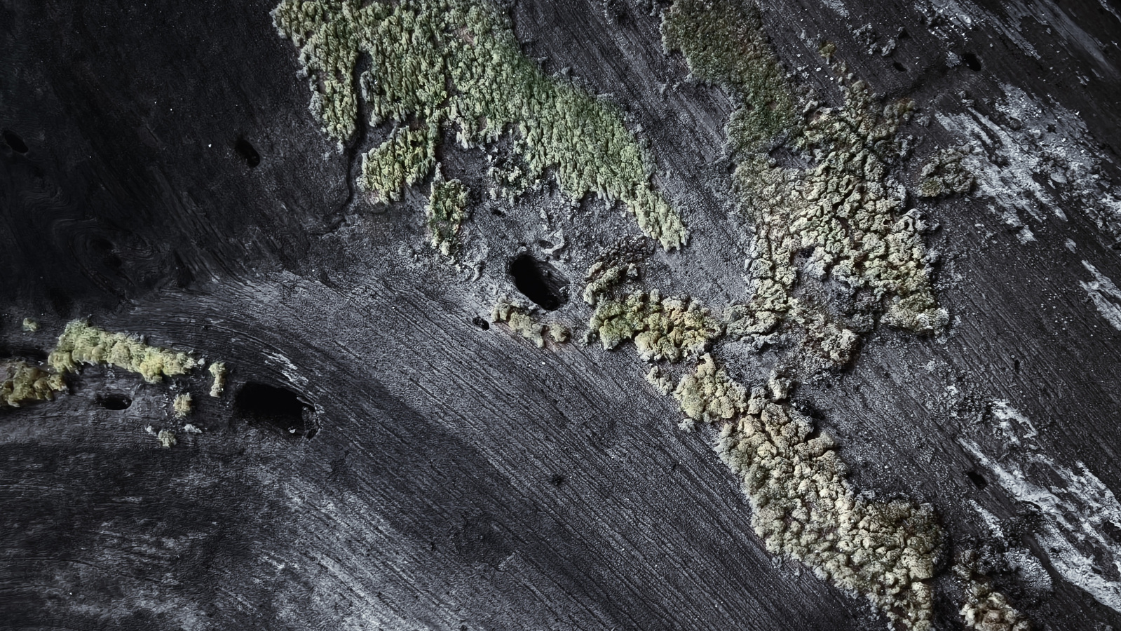 Bomen details - Michiel Hageman