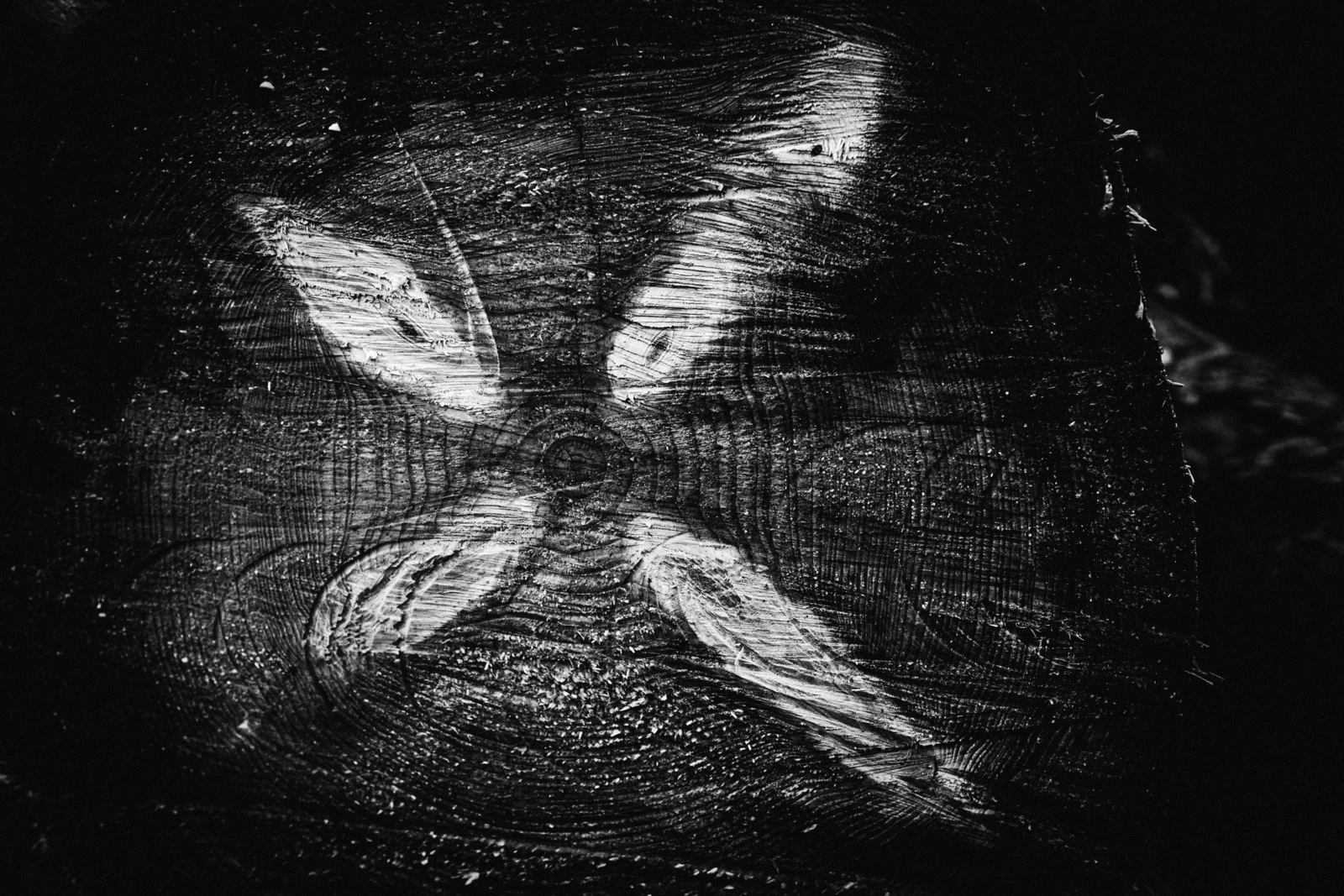 Bomen details - Paul Roelofs