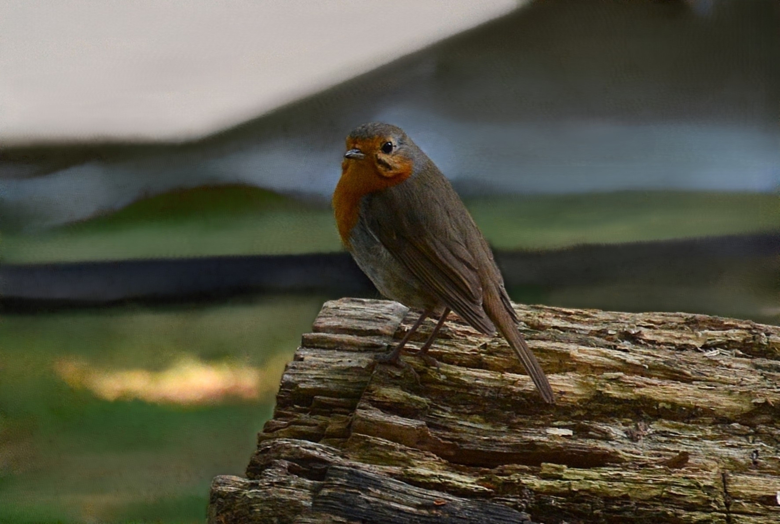 Bomen details - Willie Graat