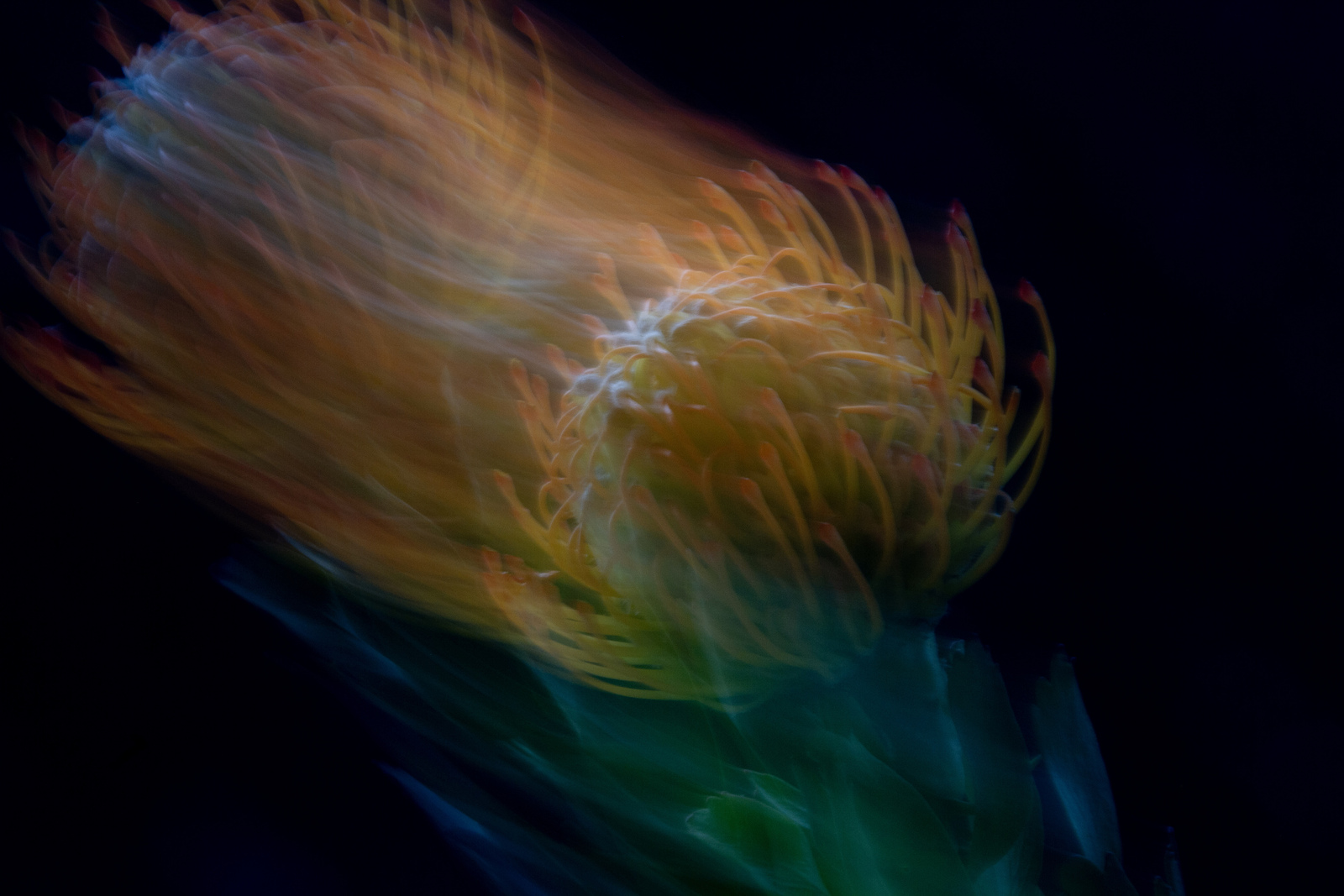 ICM - Monique Hofstad