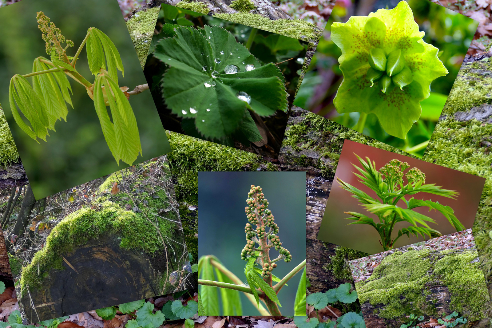 Color walk - Nico Tiemessen