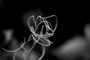 De opdracht organisch