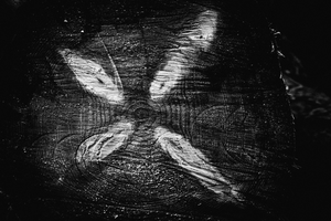 Ik zie door de bomen het bos niet meer