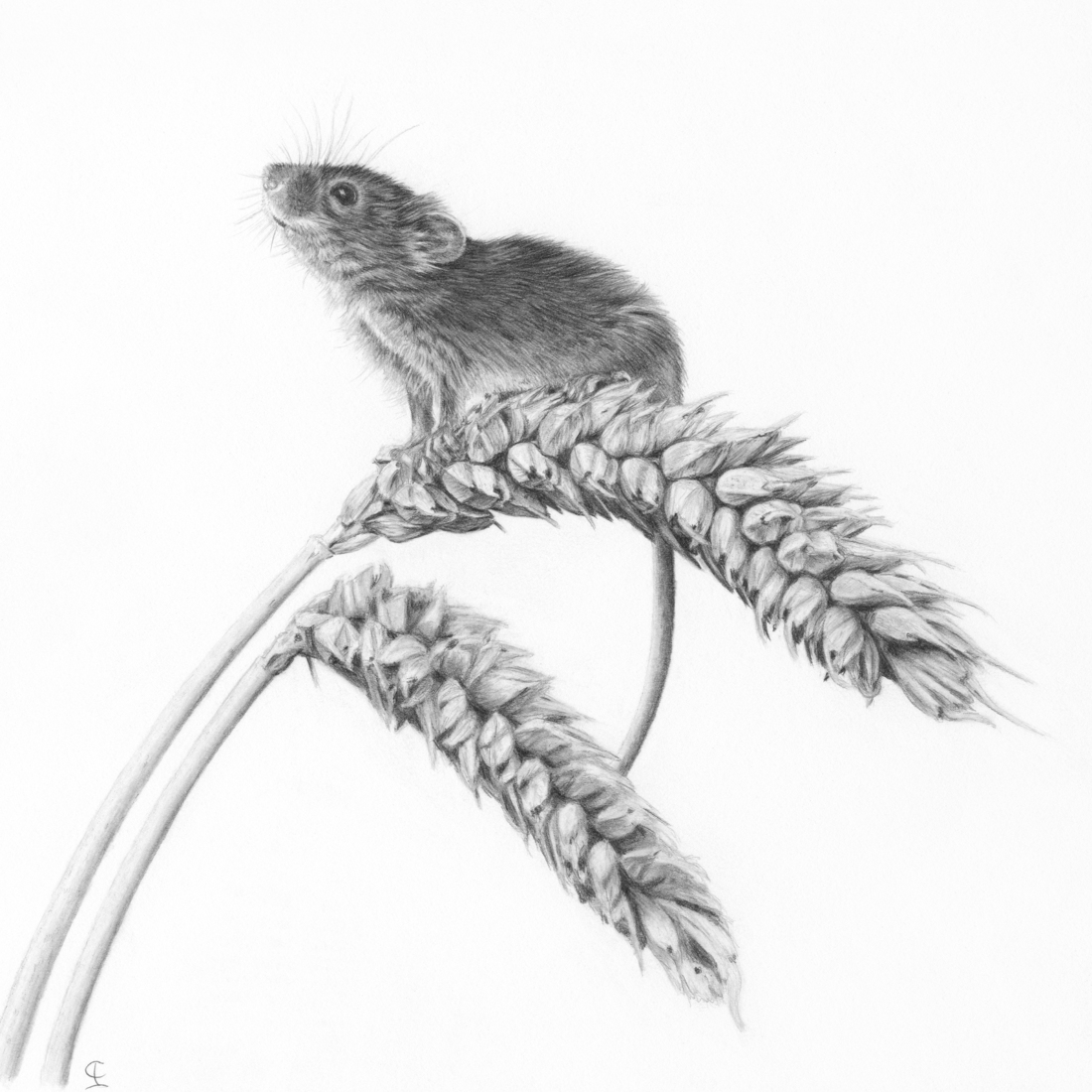 You Don't Have To Climb A Mountain To Enjoy The View