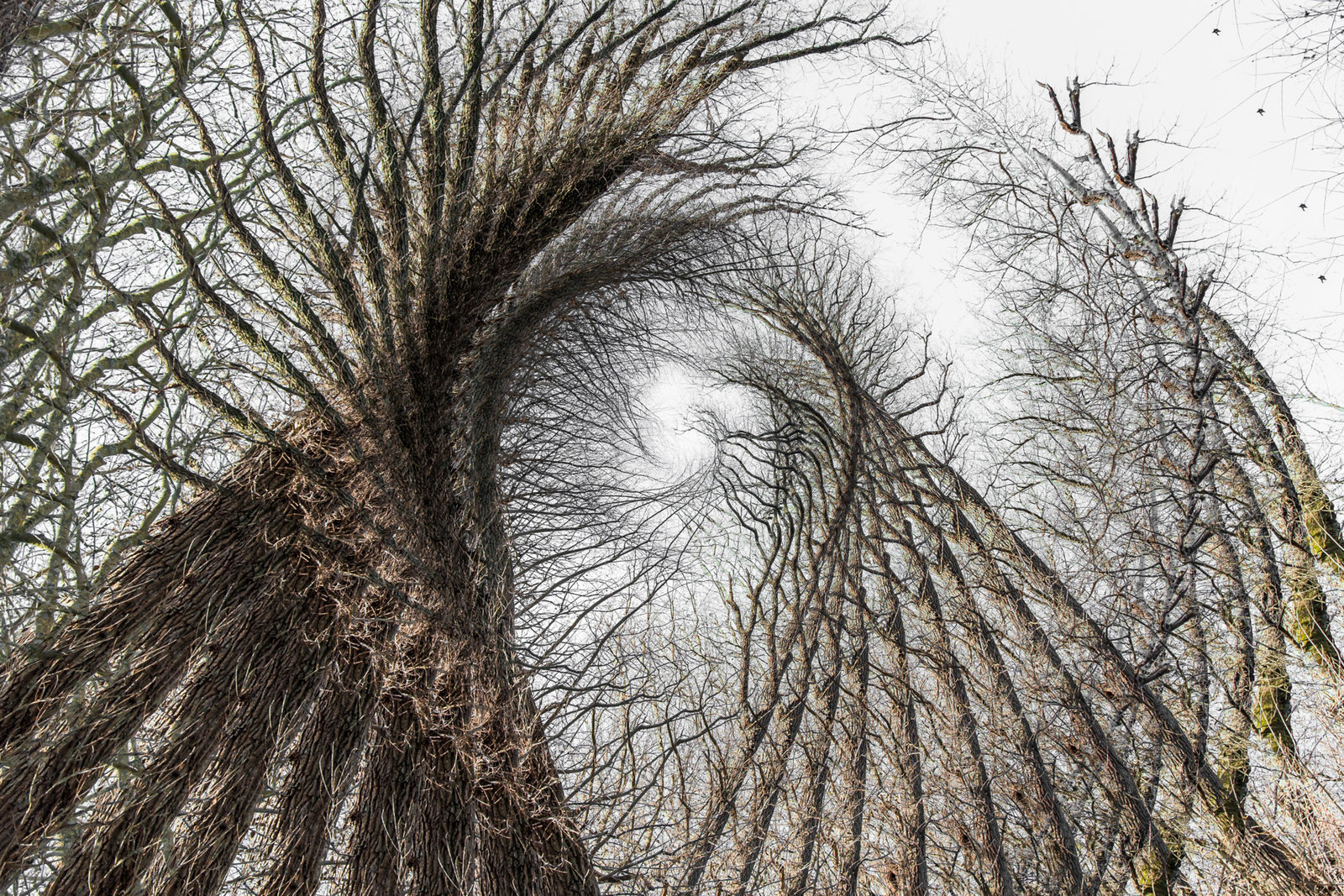 Drawn in the Web of Life