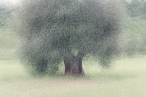 Meervoudige belichting van bomen, gefotografeerd op een creatieve wijze en dusdanig dat zachte impressionistische schilderachtige afbeeldingen ontstaan.