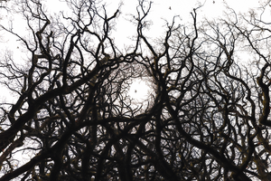 Deze kunstwerken leggen de nadruk op hoe de natuur in opstand komt. Het zijn impressionistische werken, gefotografeerd door middel van de meervoudige belichtingstechniek.