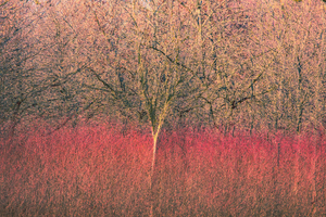 Fotokunst, gemaakt door middel van meervoudige belichting ín de fotocamera (géén Photoshop) waarmee ik mijn innerlijke gevoelens tot uiting heb gebracht.