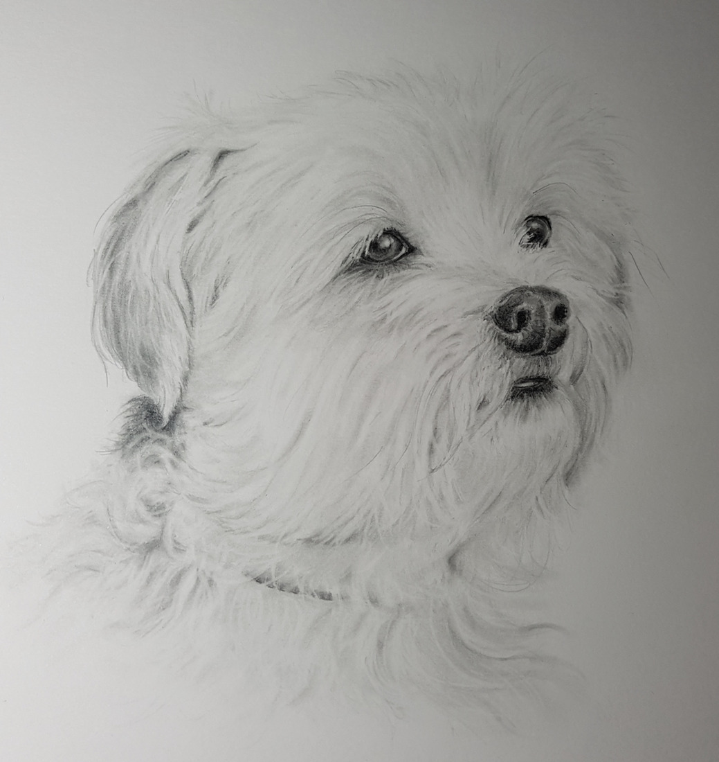 Portret van witte Shih tzu