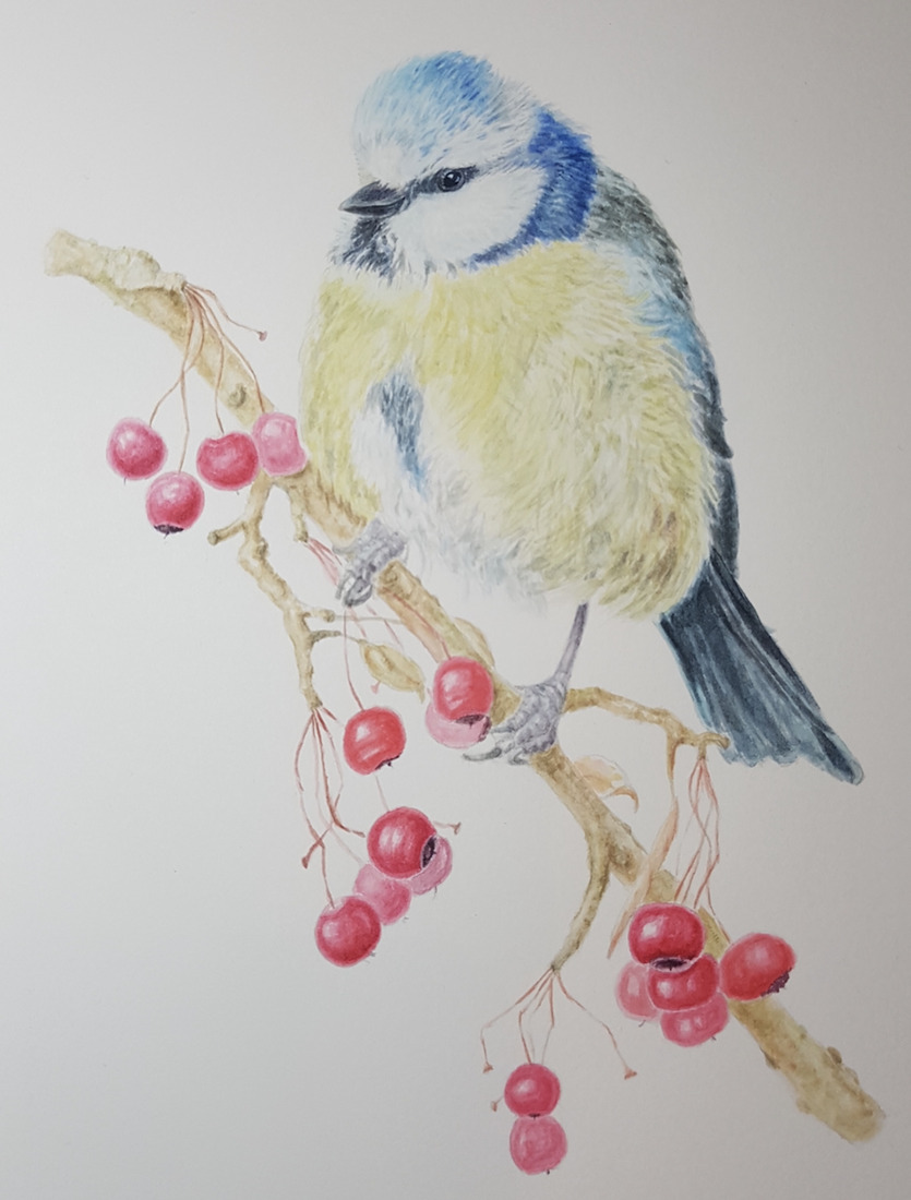 Pimpelmees op tak met bessen