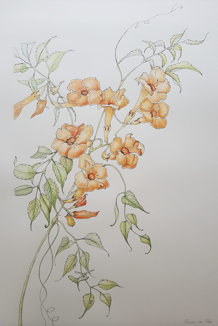 Trompetbloem (Campsis)