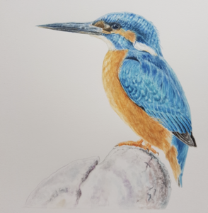 Dieren, huisdier portretten, bloemen en natuur onderwerpen