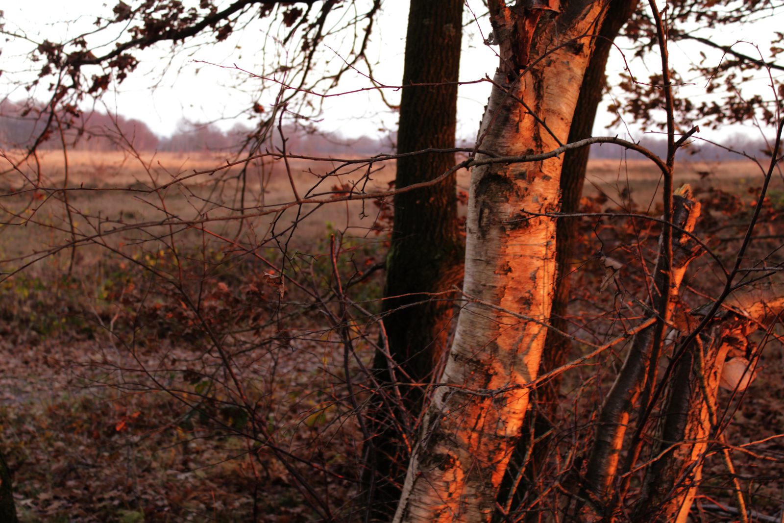 Avondrood