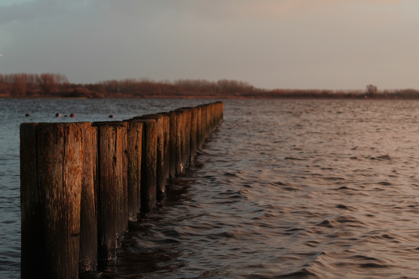 Lauwersmeer