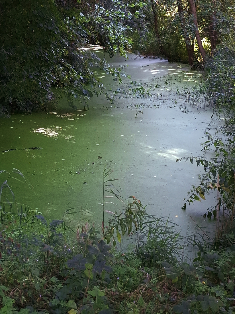 Ochtendwandeling