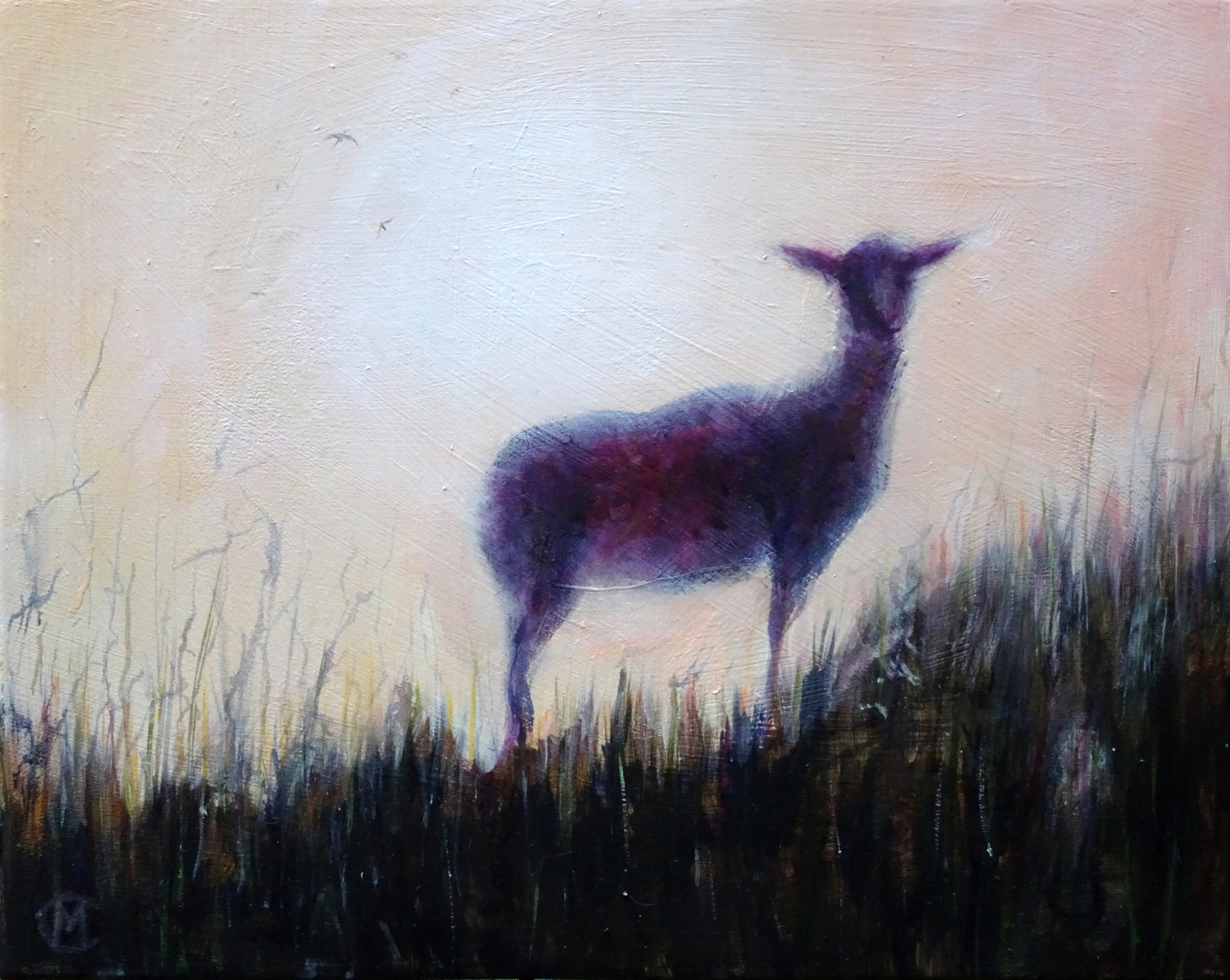 Schaap in de avondzon op het duin.