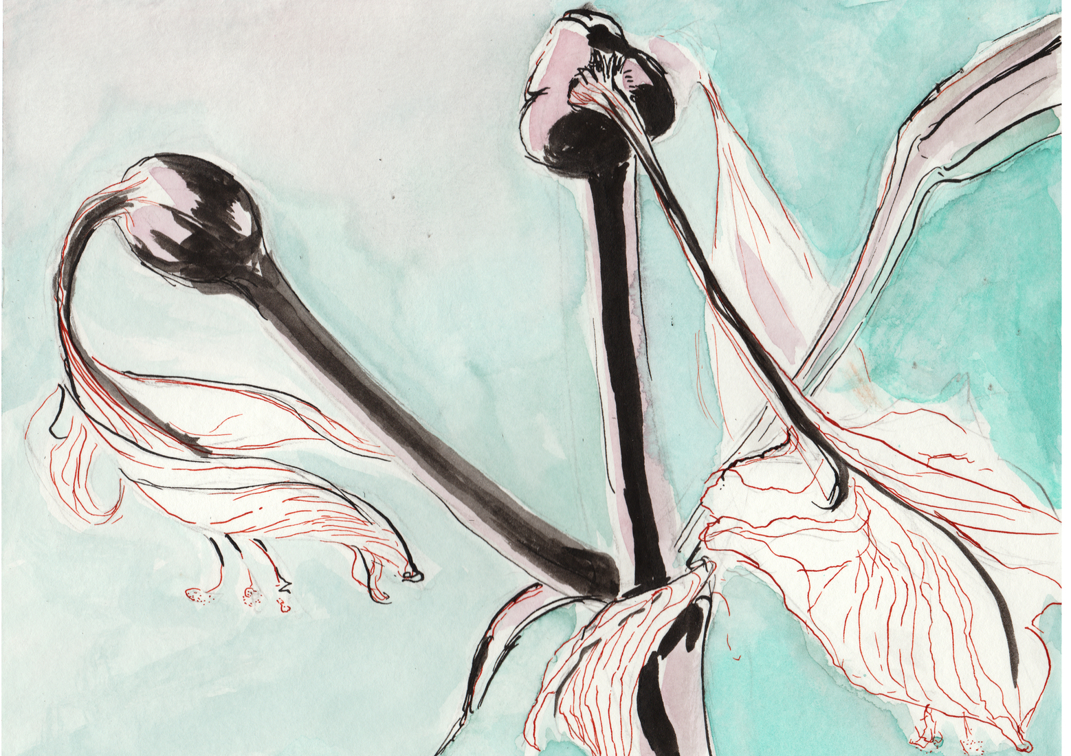 Amarylis na de bloei