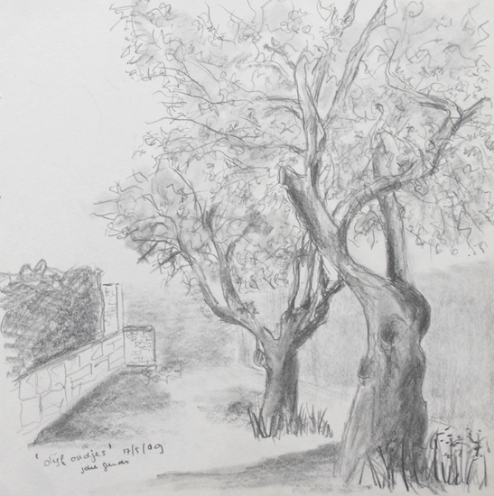 Oude Olijfbomen