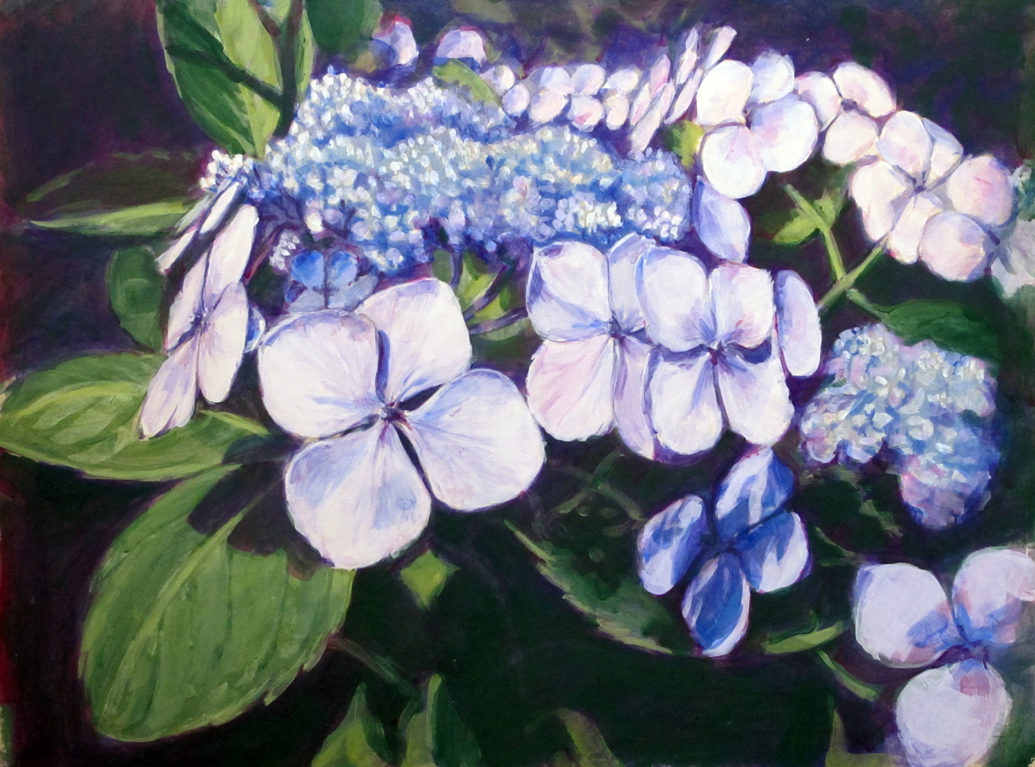 Hortensia