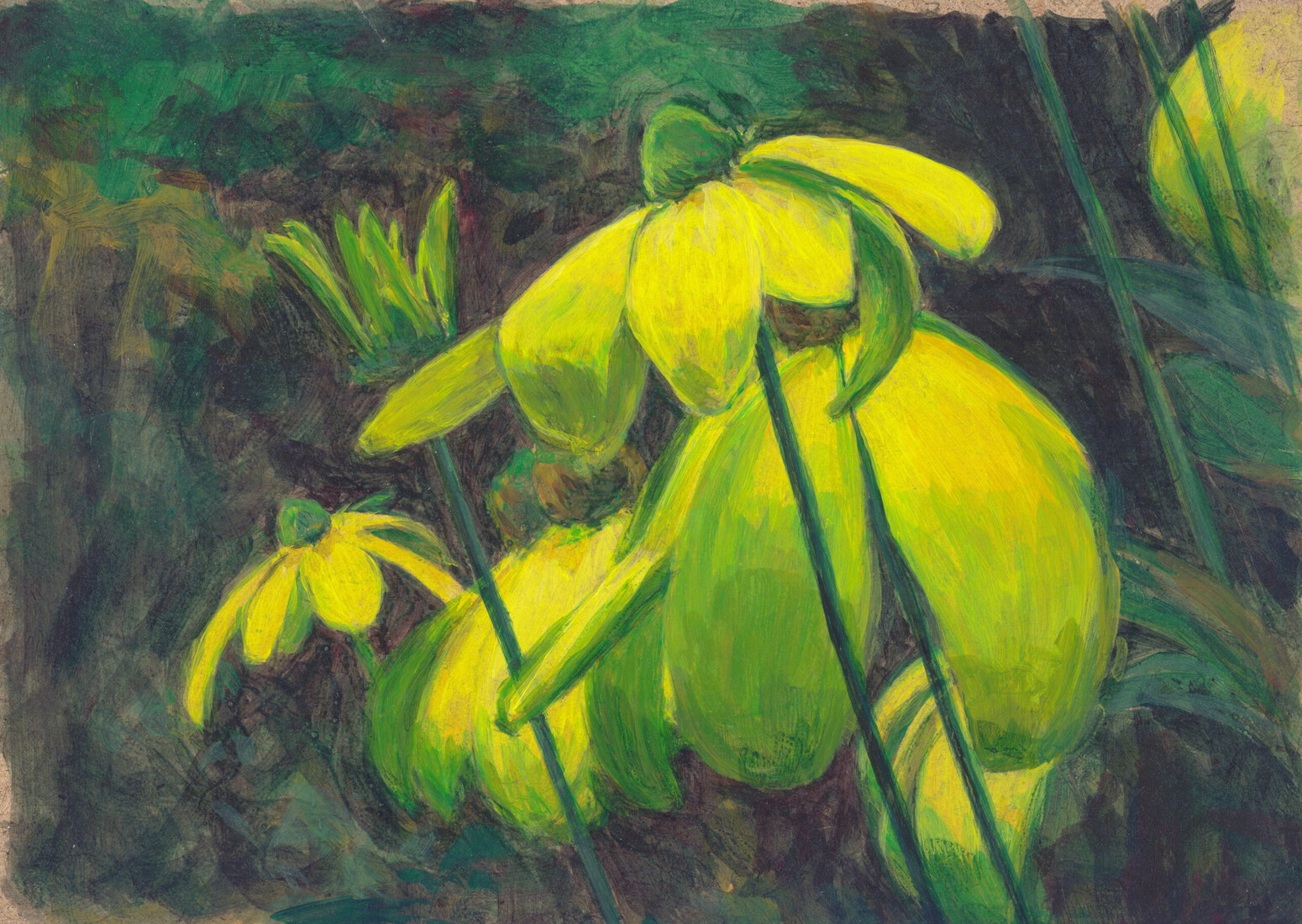 Herfstzon - Rudbeckia nitida