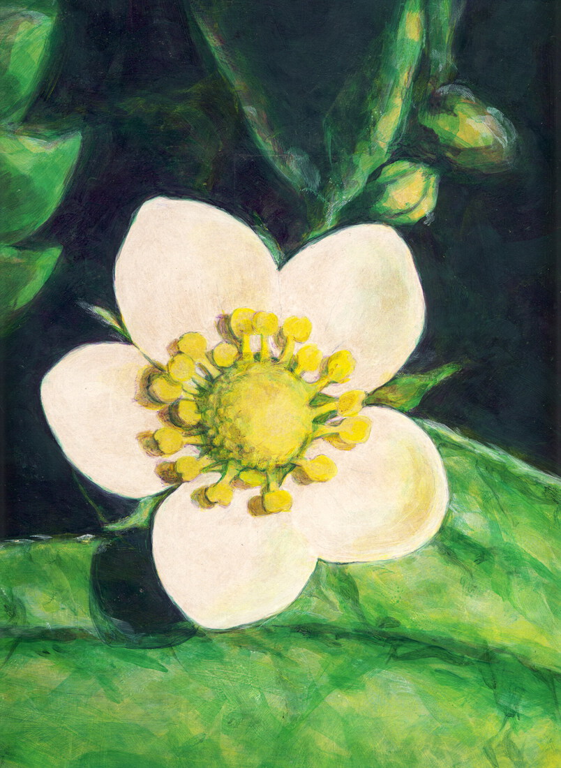 Bloem van bosaardbei