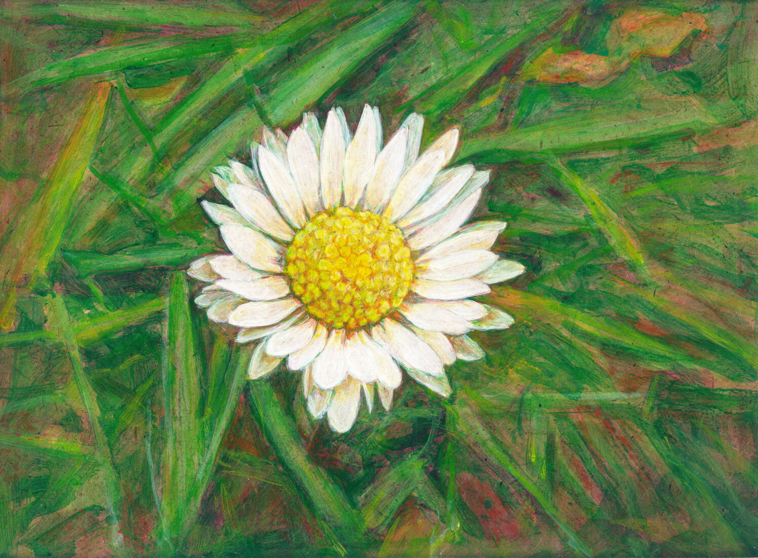 Madeliefje tussen het gras