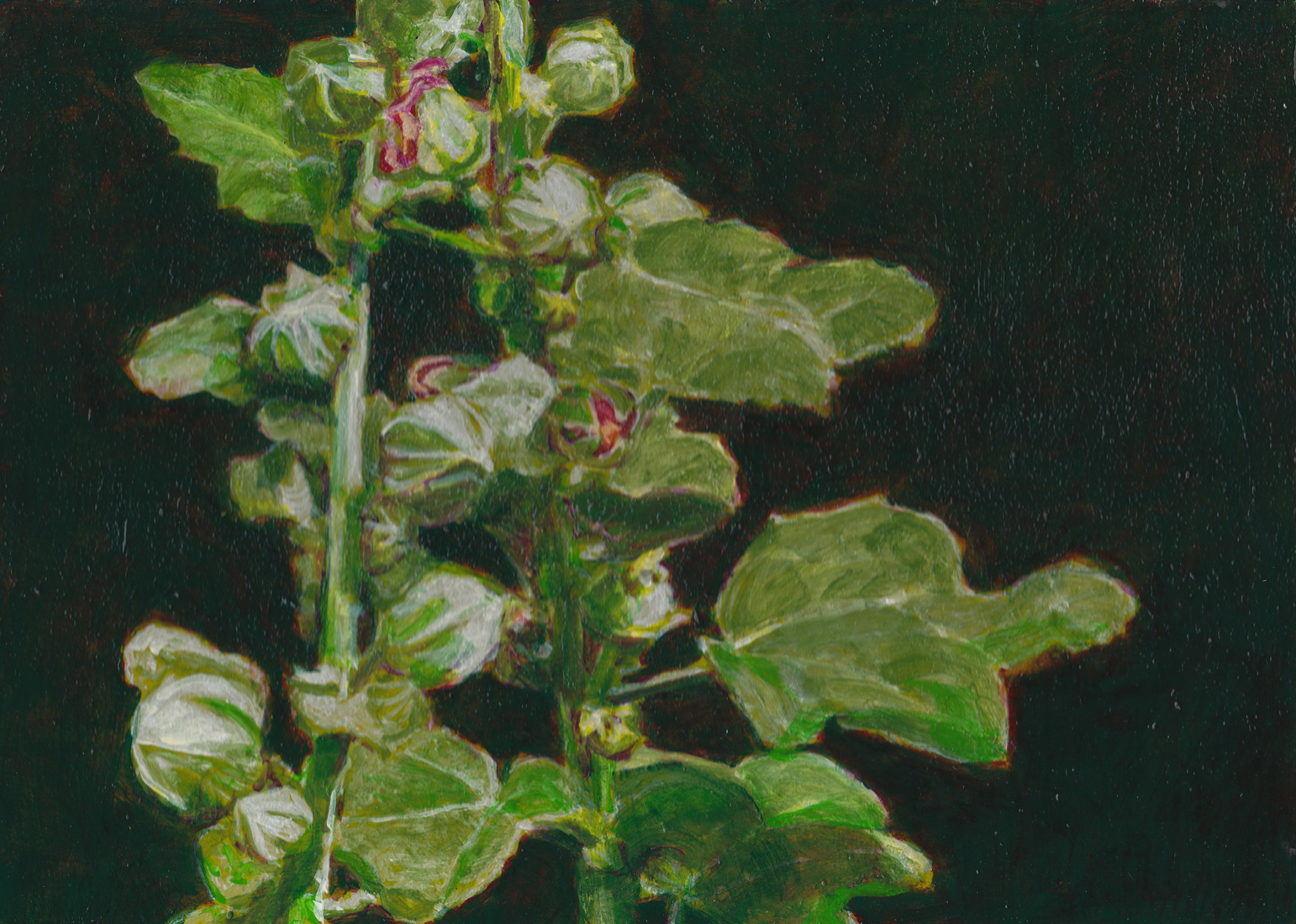 Stokrozen op diep groen