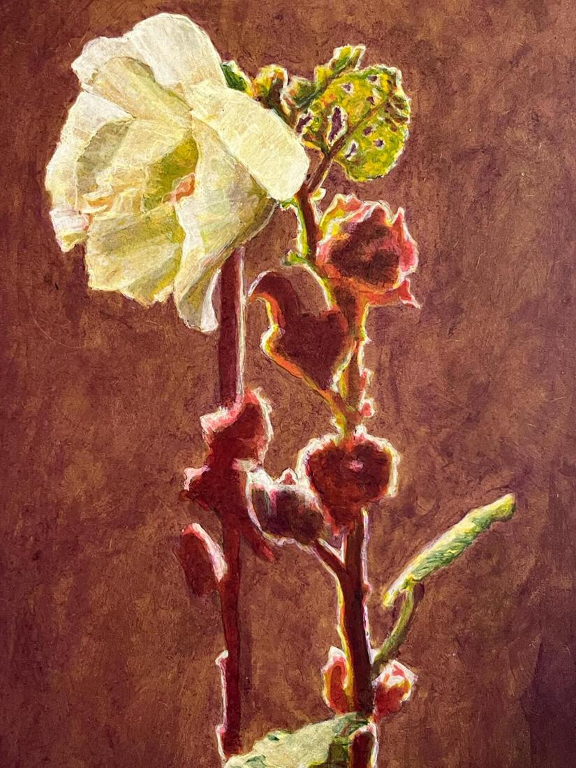 Witte stokroos met bloemknoppen in tegenlicht