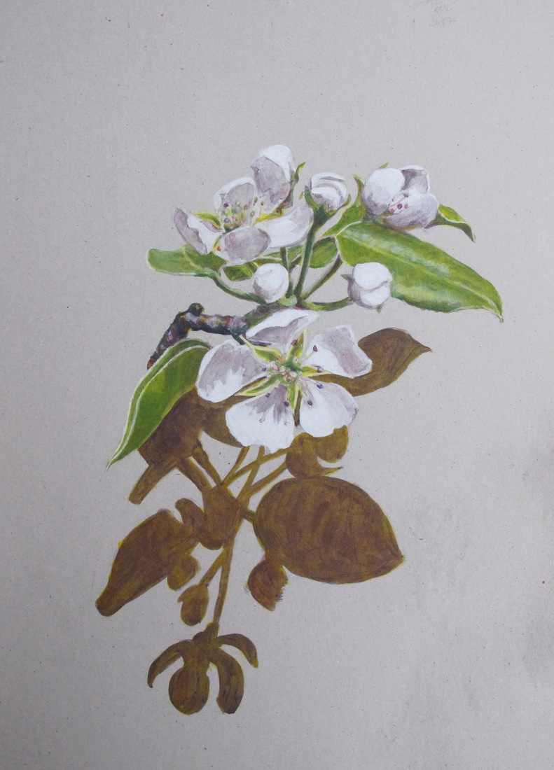 Perenbloesem boven eigen schaduw