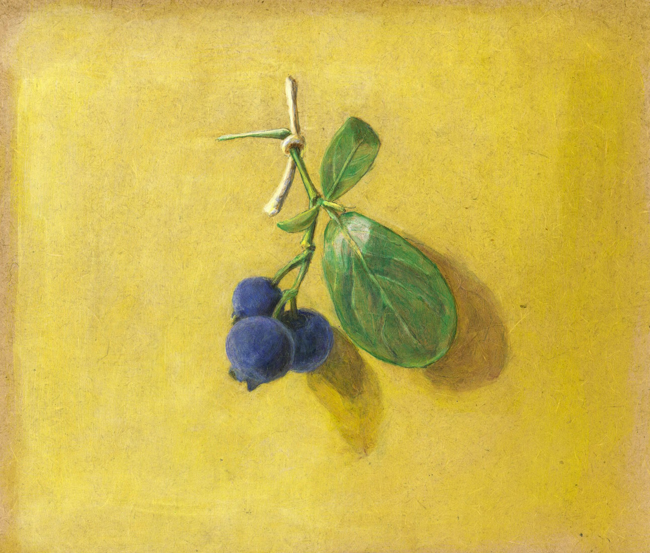 Blauwbes met blad bij mijn meisje