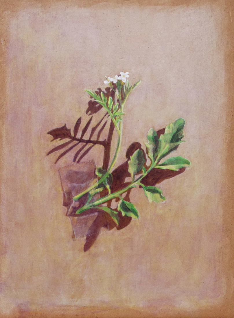 Rucolabloesem met tape