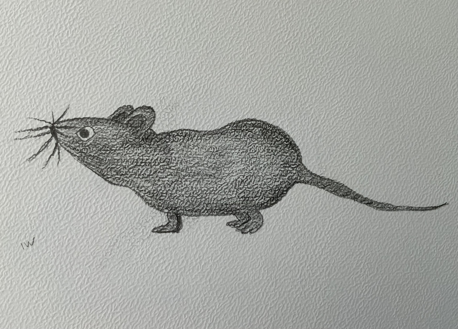 Een rat