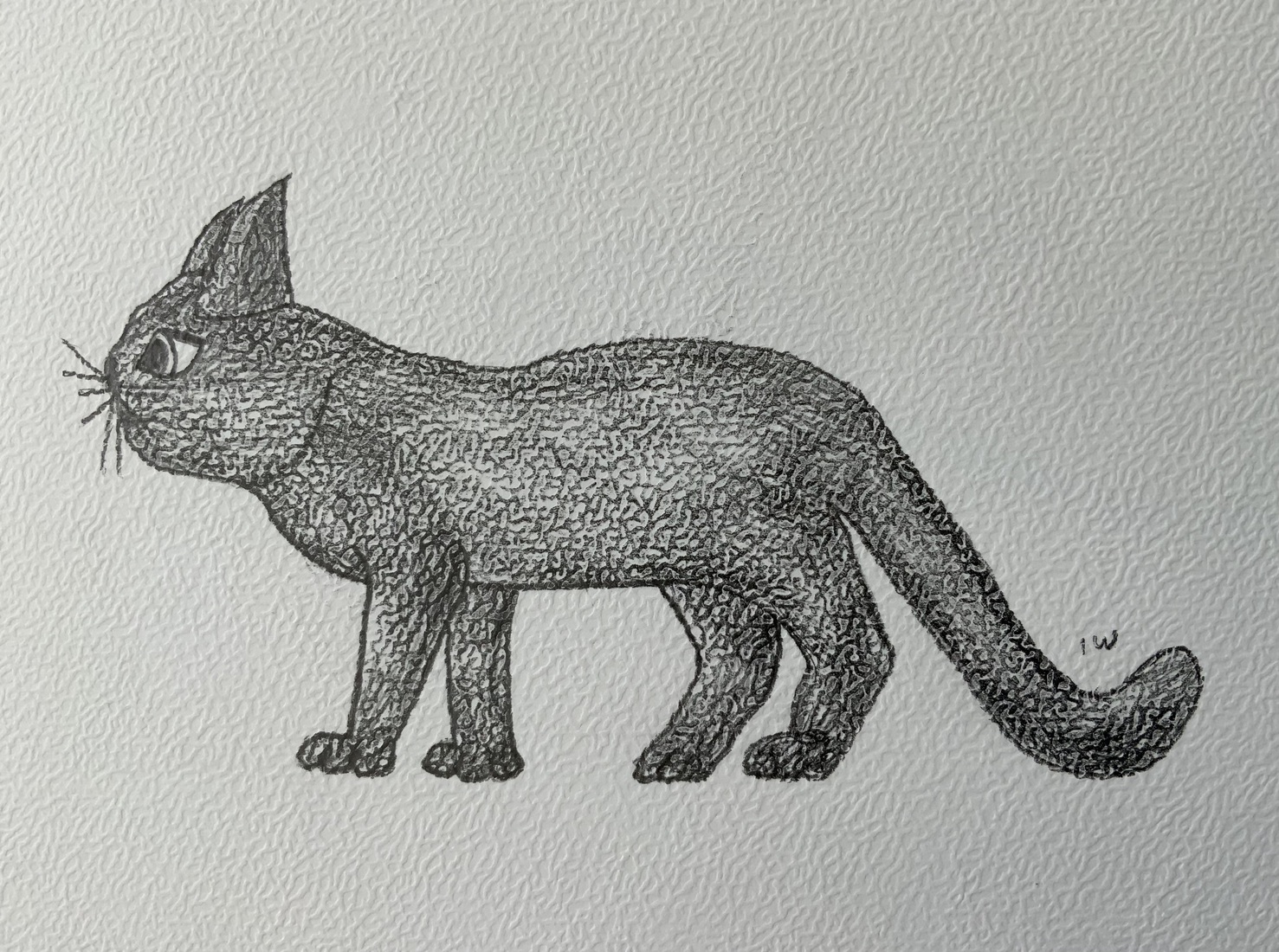 Een kat