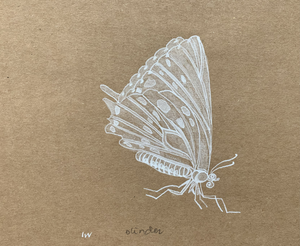 Insekten