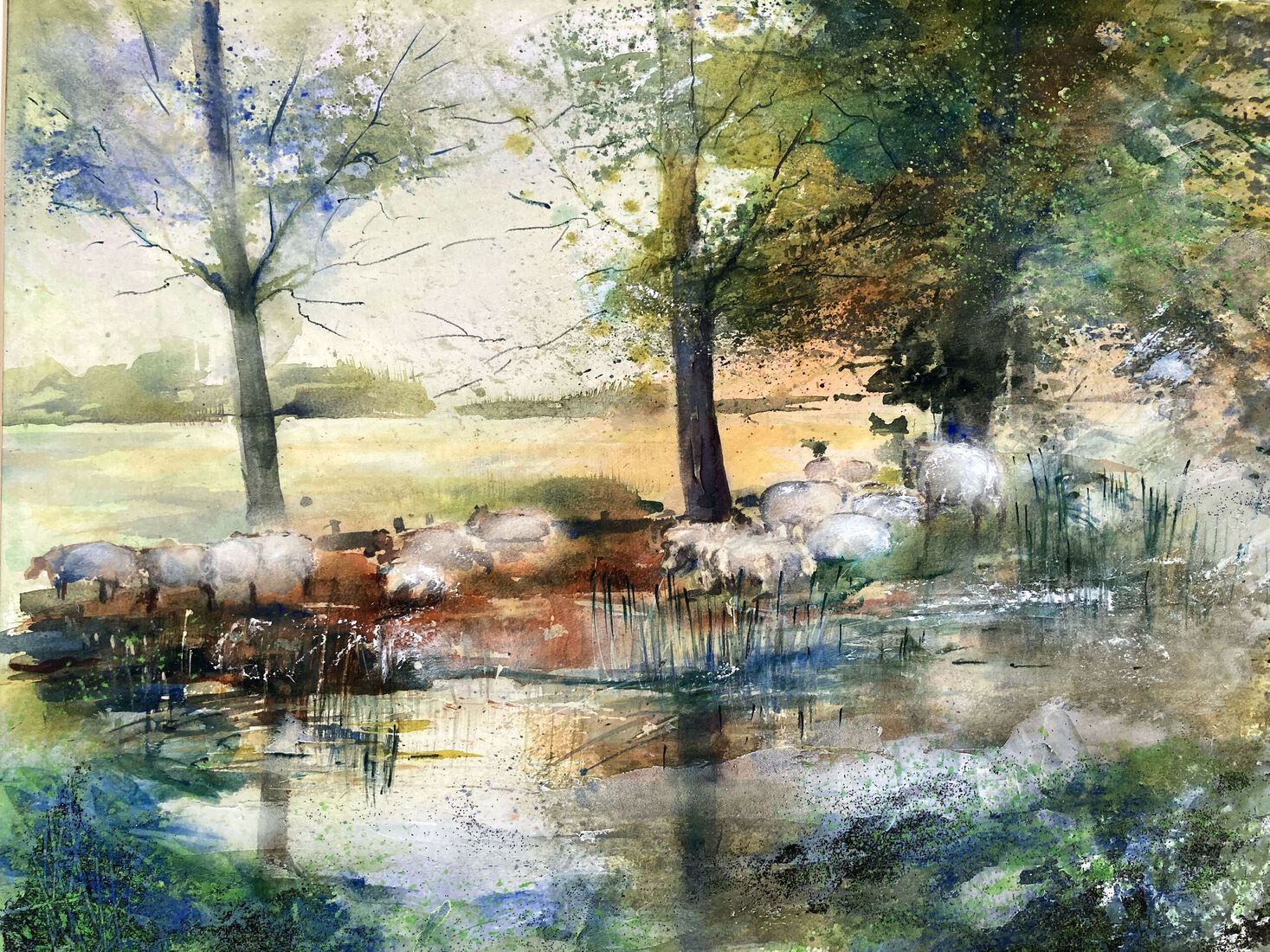 Schapen bij Oude-Leede