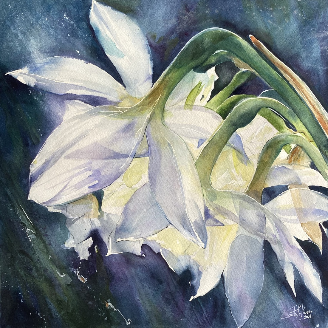 Witte Narcissen