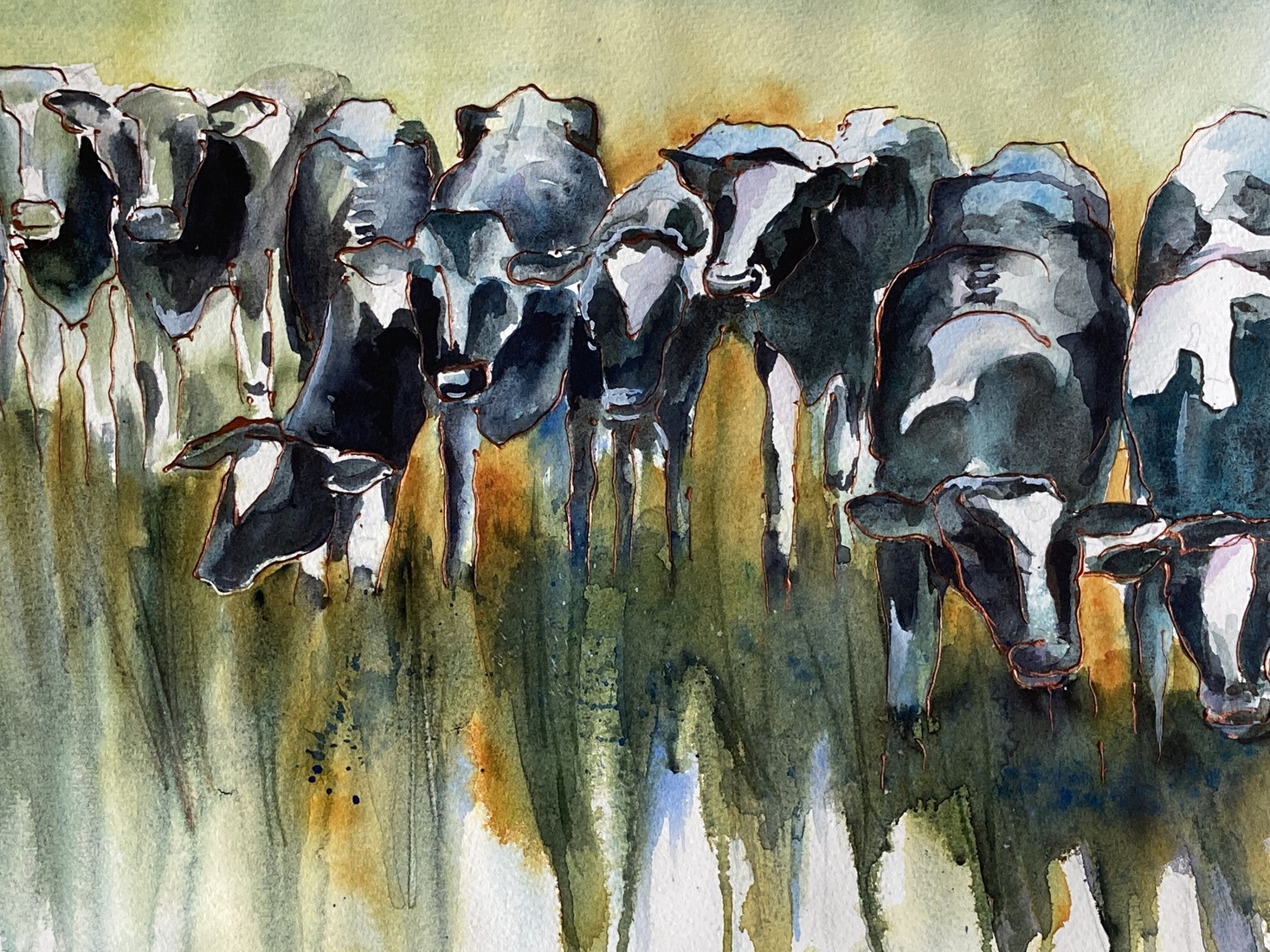 Jonge koeien bij de waterkant