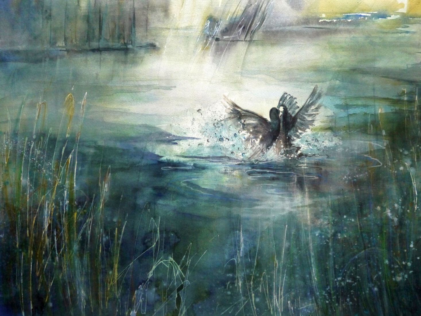 Dansende Meerkoetjes